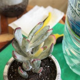 Photo of the plant species Lady Fingers by @ManySwallowwort named Ms pianist on Greg, the plant care app