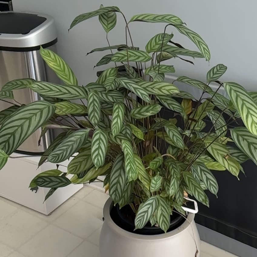 Photo of the plant species calathea exotica by @BigApricot96 named Southwest on Greg, the plant care app