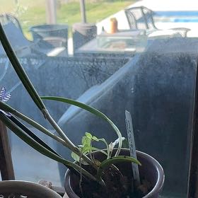 Plant care for Mrs. Chase Orchid on Greg, the plant care app