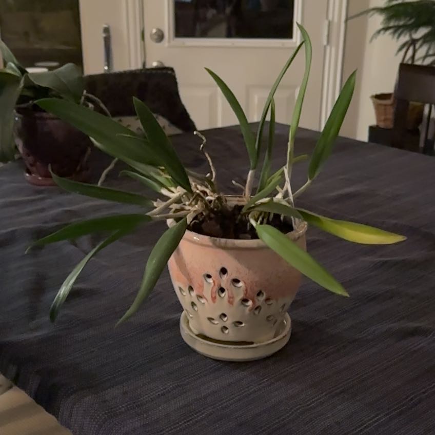 Photo of the plant species Procatavola 'Key Lime Stars' by @MarkedPinusmugo named Livie on Greg, the plant care app