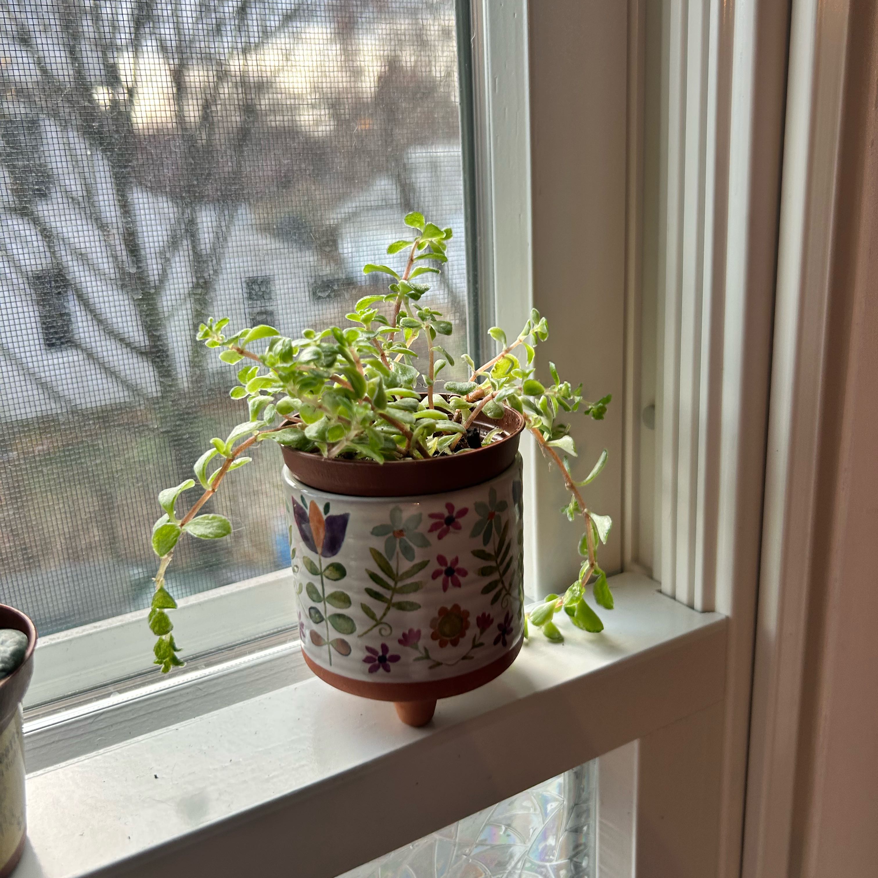 Photo of the plant species Variegated Stonecrop by @JazzyMayapple53 named Edison on Greg, the plant care app