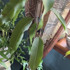 Photo of the plant species Lemon-Scented Gum Tree by @HeroVipersgrass named Rosa on Greg, the plant care app
