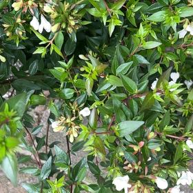 Photo of the plant species Glossy Abelia by @RuggedCannalily named Sahara on Greg, the plant care app