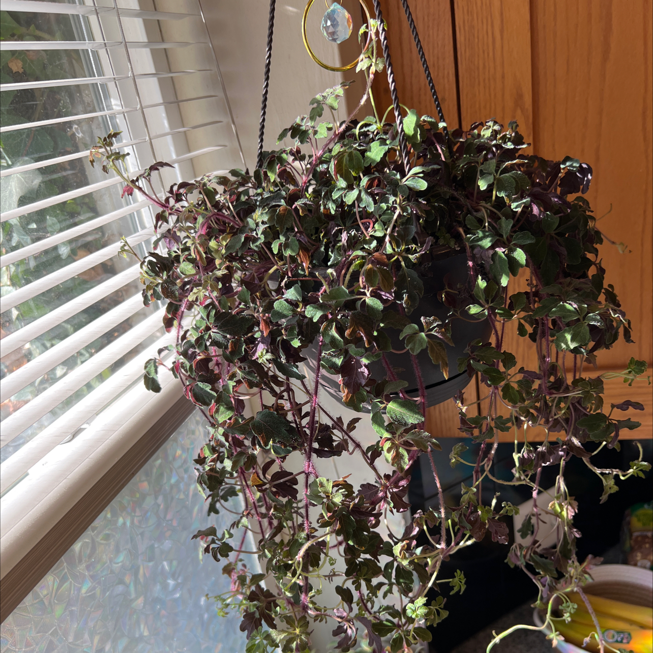 Photo of the plant species Purple Plush by @SubtlePetiveria named Dylan Brady on Greg, the plant care app