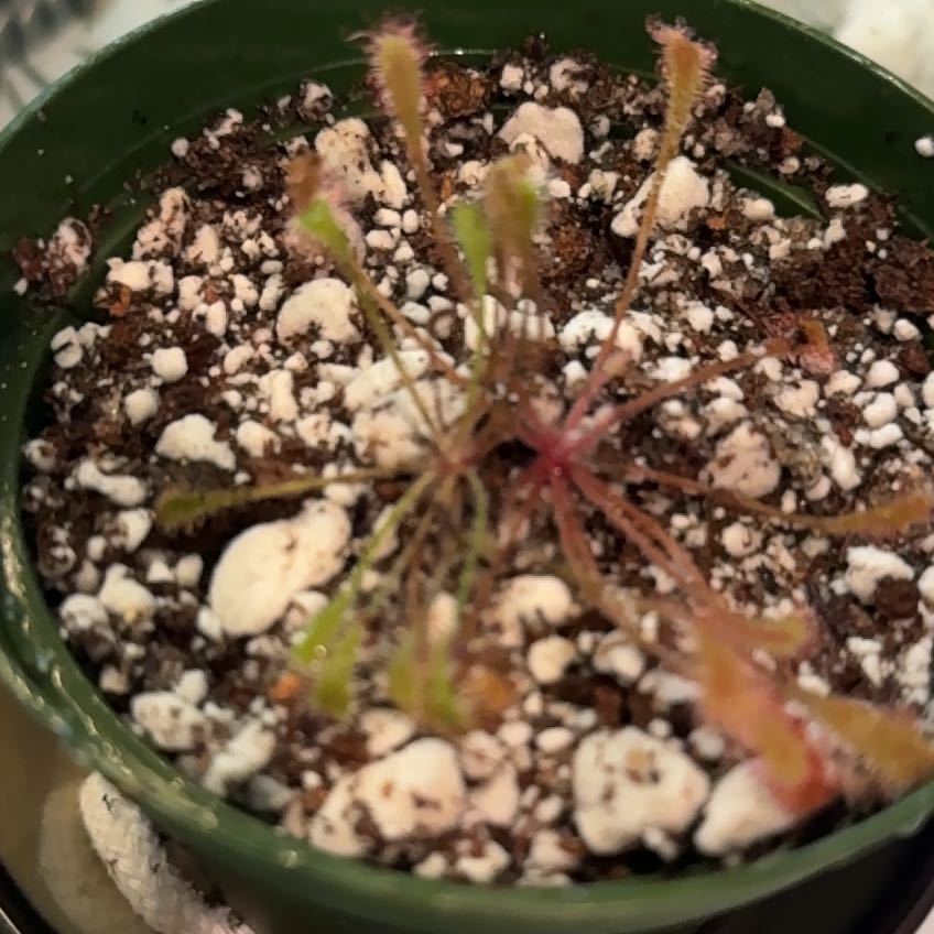 Photo of the plant species Nestle-leaf Sundew by @ZarfLivingrock named Mickey -use distilled H2O only, feed dried worms on Greg, the plant care app