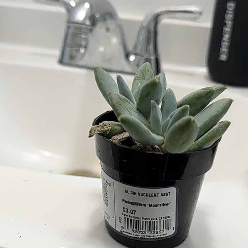 Photo of the plant species Moonsilver by @BriskCoralbells named Taylor Swift on Greg, the plant care app