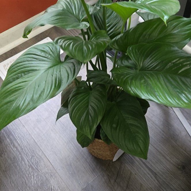 Photo of the plant species Variegated Homalomena by @WelsomeRedlion named Louise on Greg, the plant care app