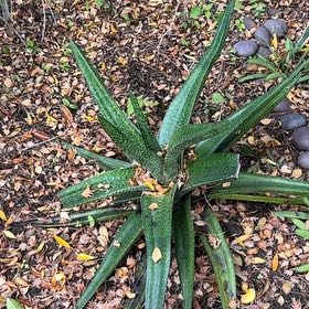 Photo of the plant species Gasteria Acinacifolia by @ModernLakesedge named Mando on Greg, the plant care app
