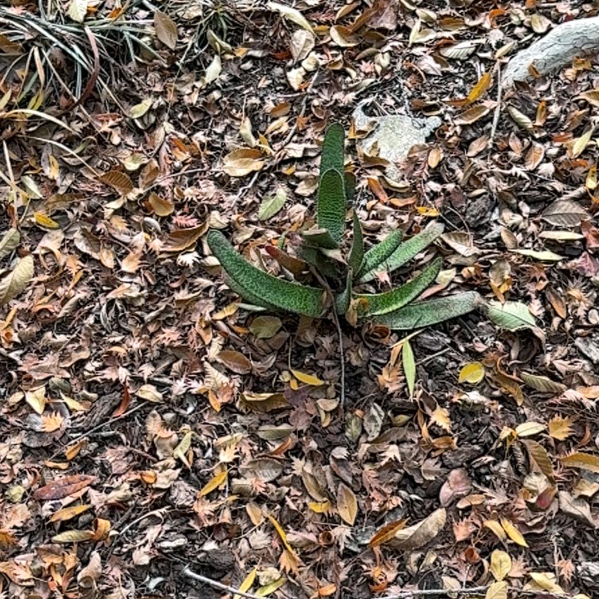 Photo of the plant species Gasteria Acinacifolia by @ModernLakesedge named Bella on Greg, the plant care app