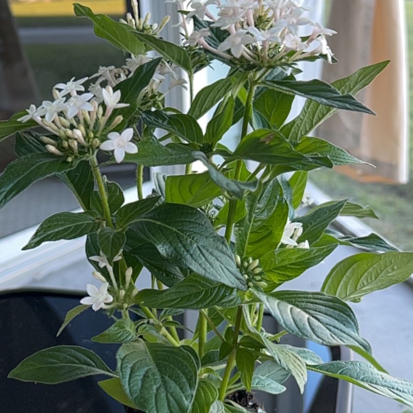 Photo of the plant species Pentas 'Pluto' by @BelovedCornbind named Pentas on Greg, the plant care app