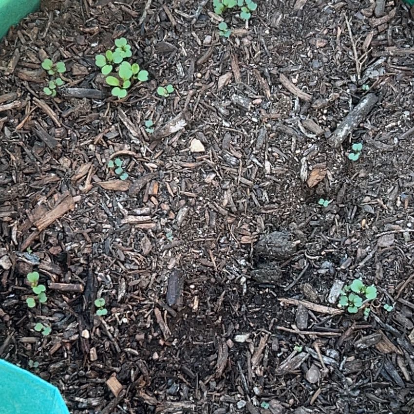 Photo of the plant species Australian Violet by @ChipperLionsear named Austen on Greg, the plant care app