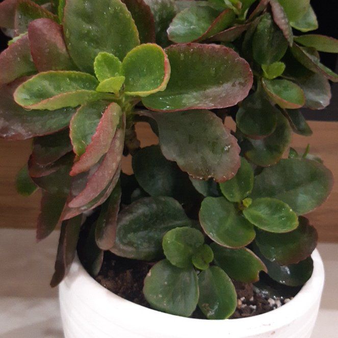 Photo of the plant species Desert Privet by @HonestSiamtulip named Harmony on Greg, the plant care app