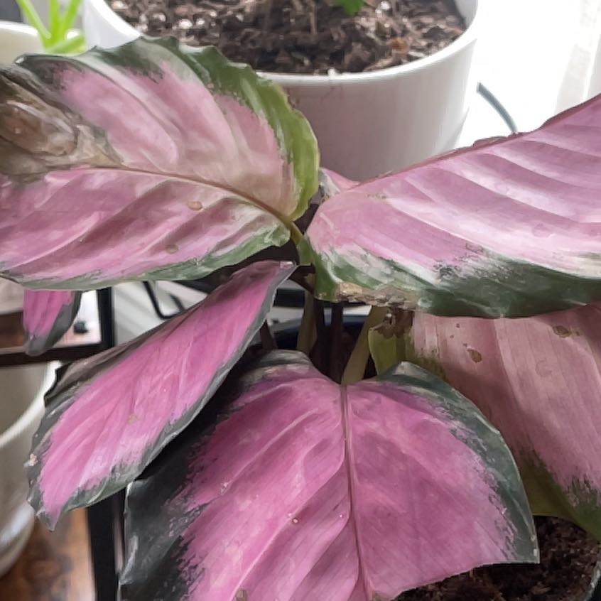 Photo of the plant species Calathea Rosy by @LiteraryAgarito named Diana on Greg, the plant care app