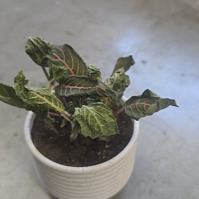Photo of the plant species Nerve plant 'Juanita Red' by @RefinedAjwain89 named Curie on Greg, the plant care app
