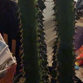 Photo of the plant species Euphorbia ingens 'Chocolate Drop' by @StarIvorytowers named Bobby on Greg, the plant care app