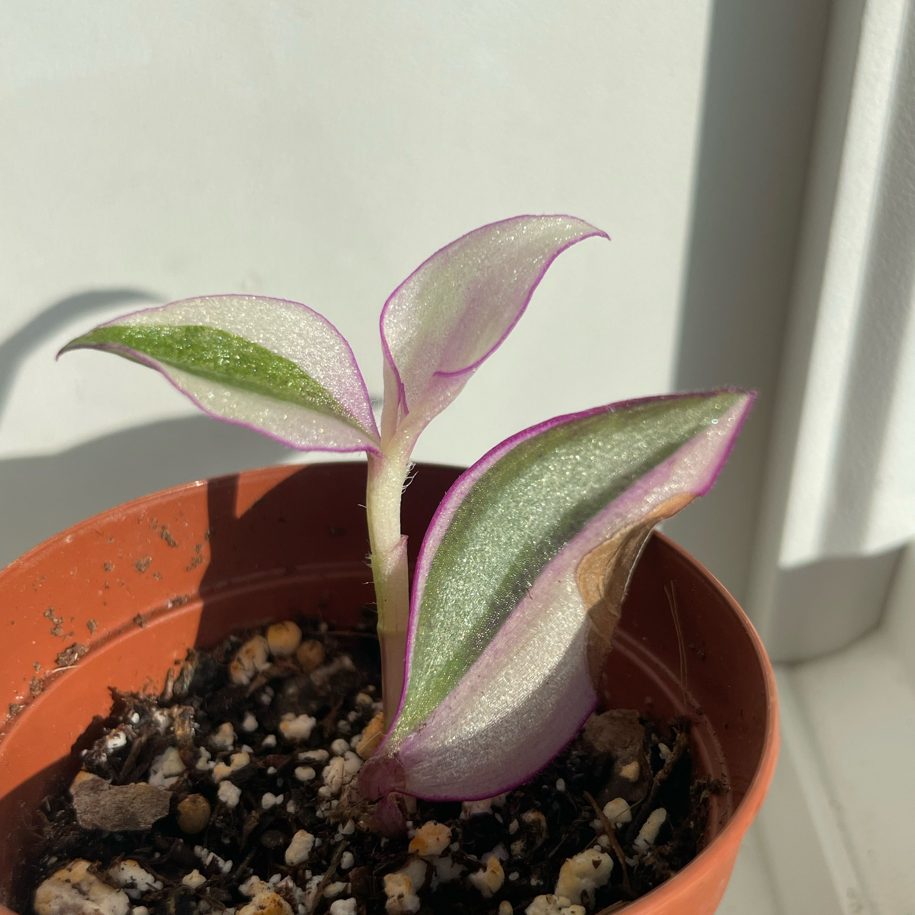 Photo of the plant species Tradescantia Quadricolor by @Botany.Jems named Anne on Greg, the plant care app