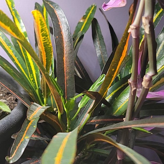 Photo of the plant species Codiaeum by @ActiveSquash56 named Tree Diddy on Greg, the plant care app