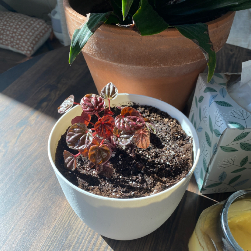 Emerald Ripple Peperomia in a white pot with dark soil, healthy leaves.