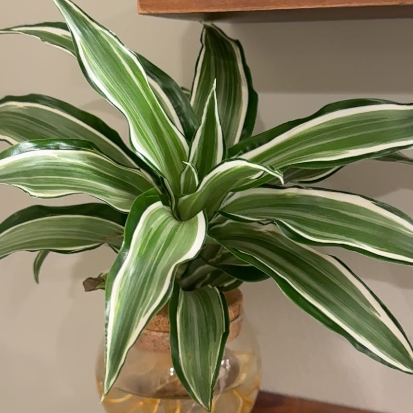 Photo of the plant species Spider plant by @CentralFallugia named Bieber on Greg, the plant care app
