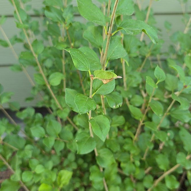 Photo of the plant species Chinese Lilac 'Amigo' by @FirstAndeansage named Sigmund on Greg, the plant care app