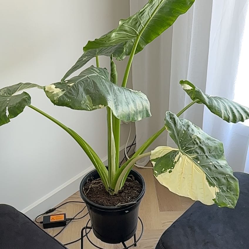 Photo of the plant species Dawn by @CrispRubbercup named Fernie Saunders on Greg, the plant care app