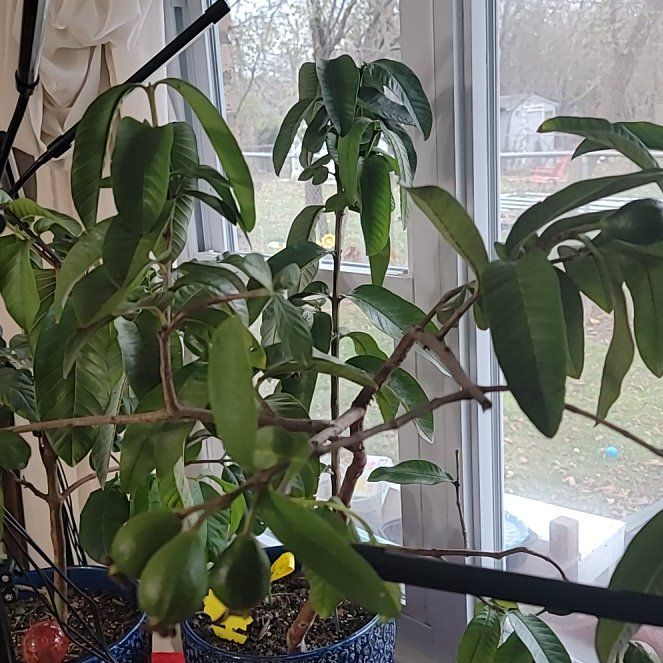Photo of the plant species Ruby Supreme Guava by @AnewAsteriskivy named Ruby on Greg, the plant care app