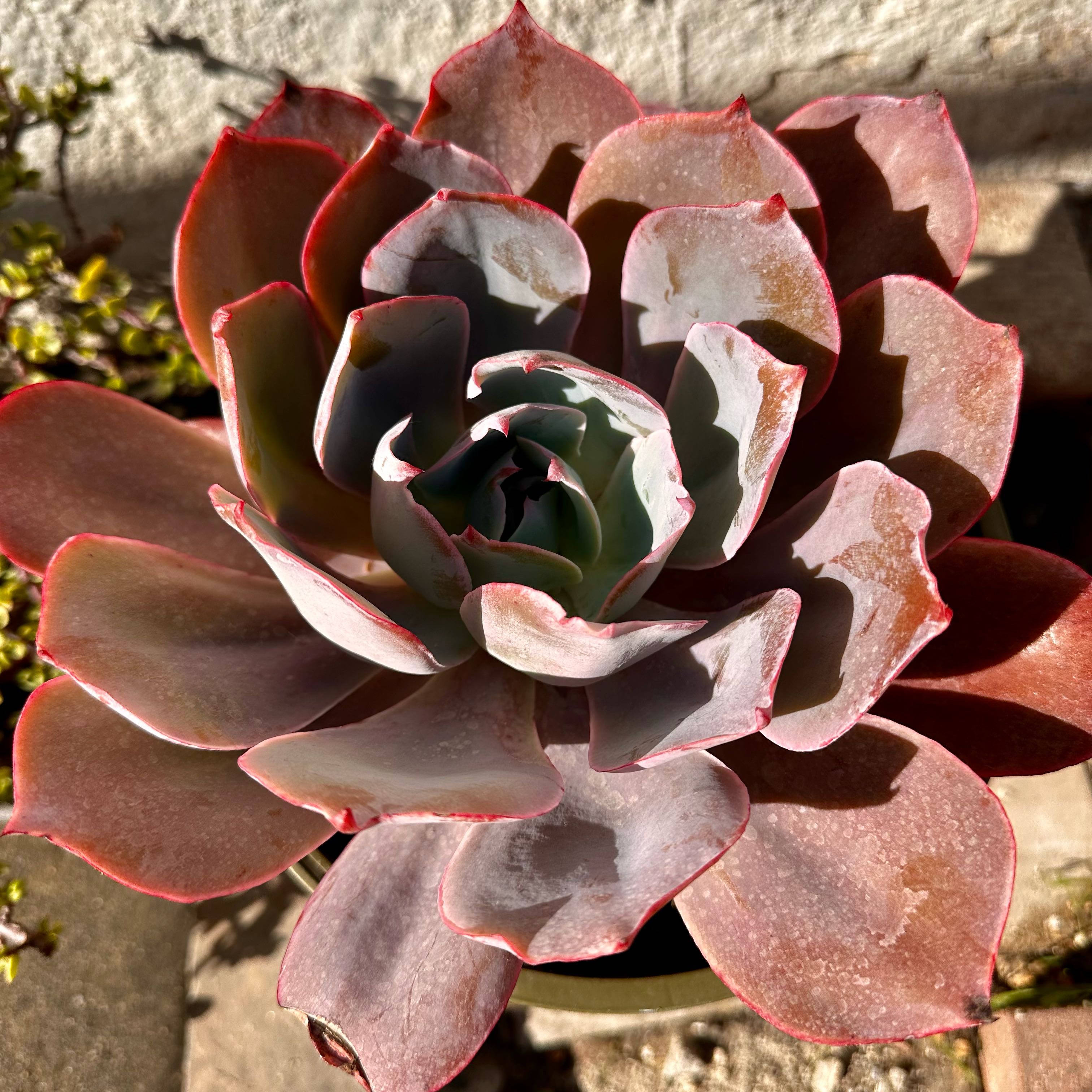 Photo of the plant species Echeveria by @DollCrapemyrtle named Pax on Greg, the plant care app