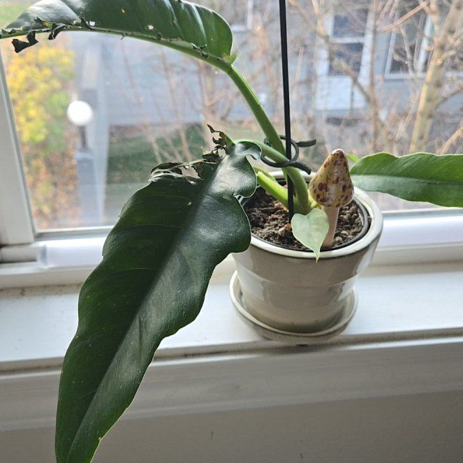 Photo of the plant species Narrow by @LovingPhalsa named Sol on Greg, the plant care app
