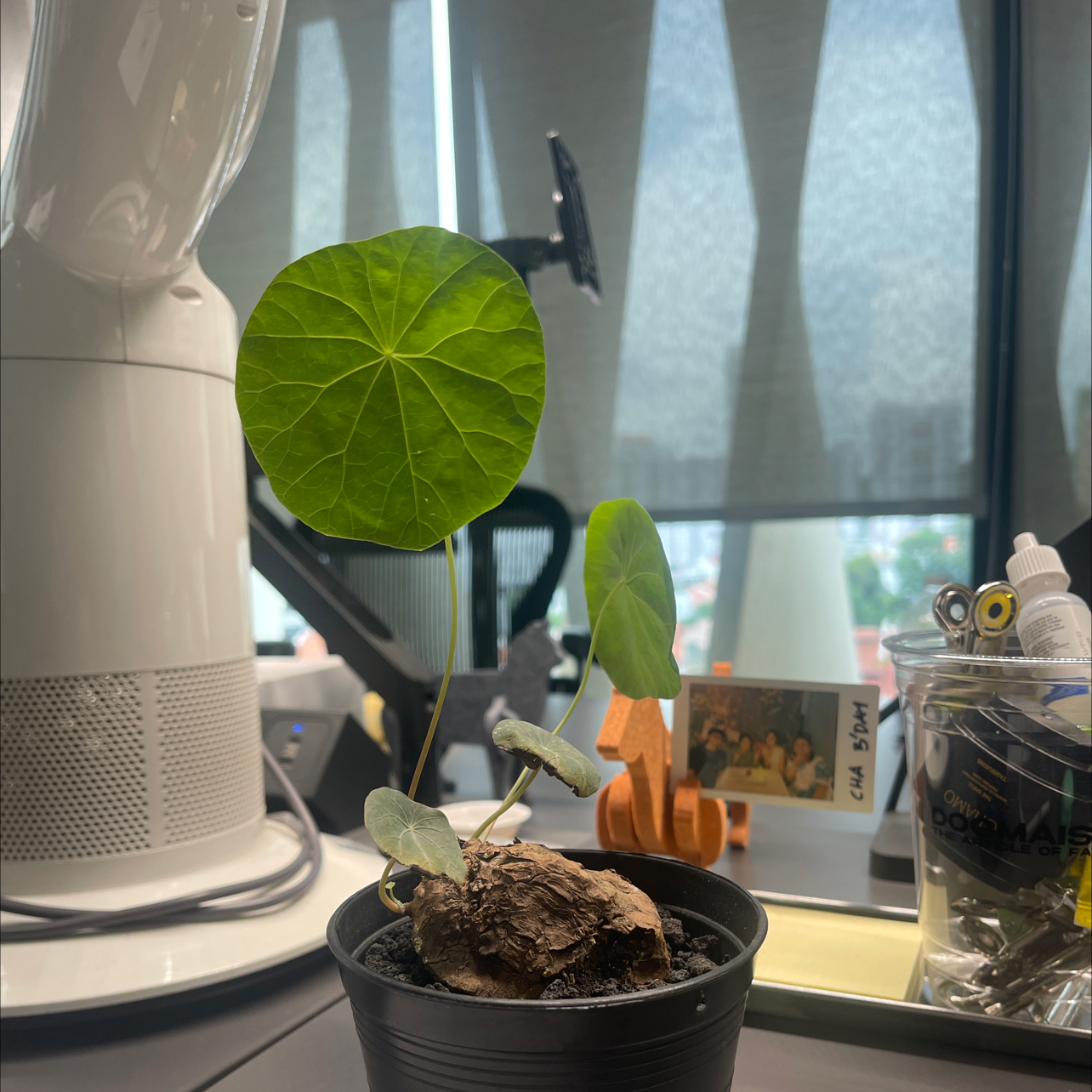 Photo of the plant species Stephania 'Nova' by @CalmNuttallsoak named Brolli on Greg, the plant care app