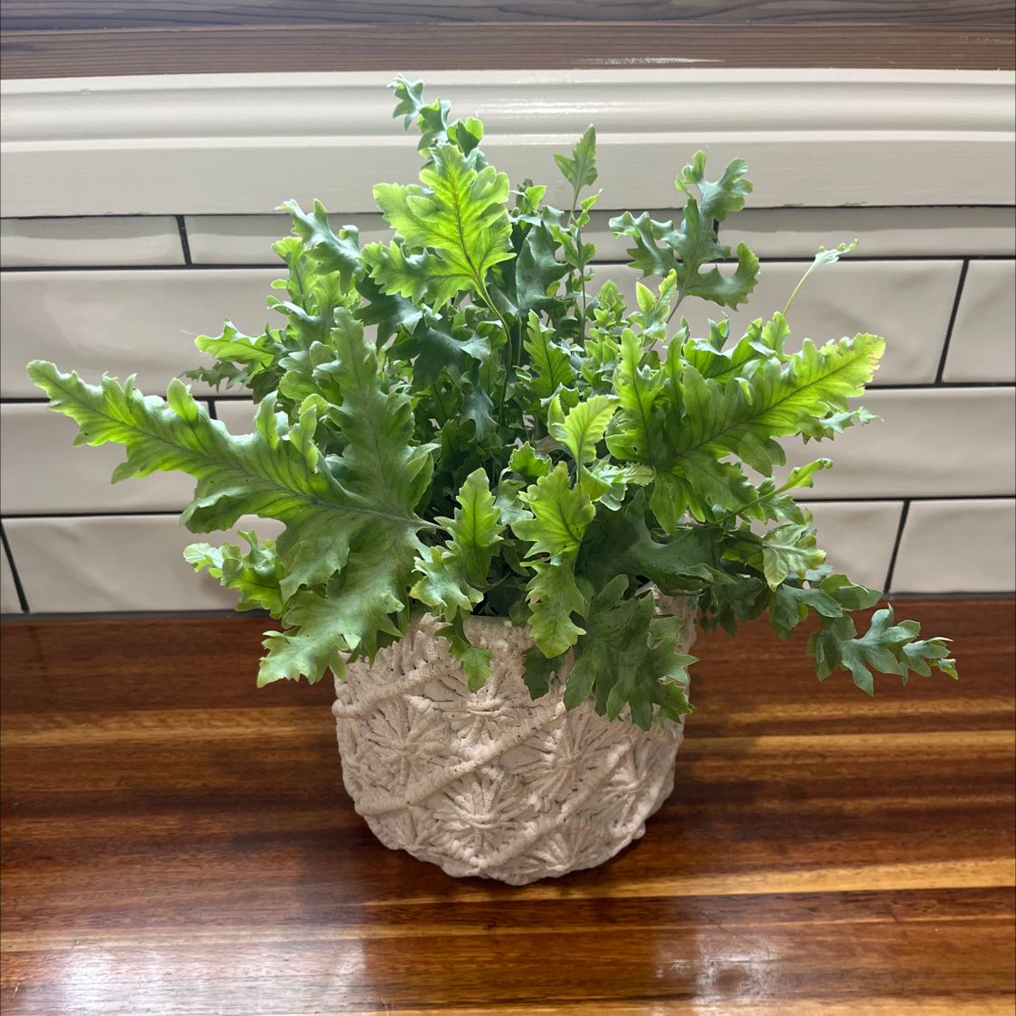 Photo of the plant species Phlebodium 'Davana' by @TimelyVaseplant named Pippa on Greg, the plant care app
