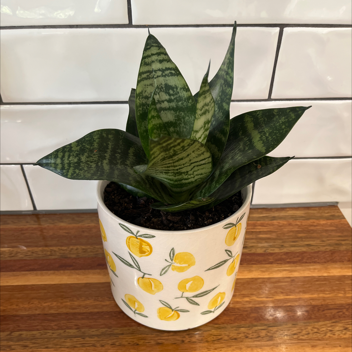 Photo of the plant species Birds Nest Snake Plant by @TimelyVaseplant named Coco on Greg, the plant care app