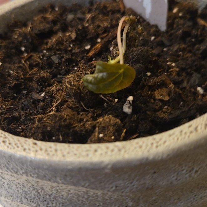 Photo of the plant species Peperomia Burbella by @CozyHedgecactus named Sanders on Greg, the plant care app
