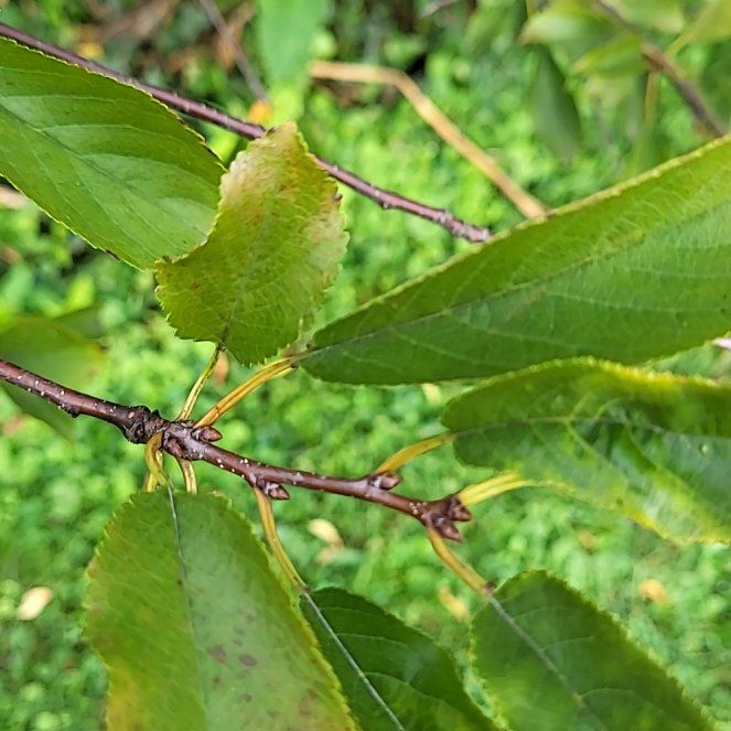 Photo of the plant species Sour Cherry by @MaternalSuncup named Harry on Greg, the plant care app