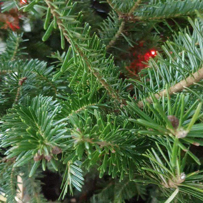 Photo of the plant species Silver Fir by @NotableAgarito named Sol on Greg, the plant care app