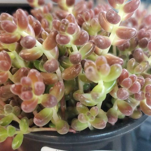 Photo of the plant species coral beads by @AmiableVetiver named Athena on Greg, the plant care app