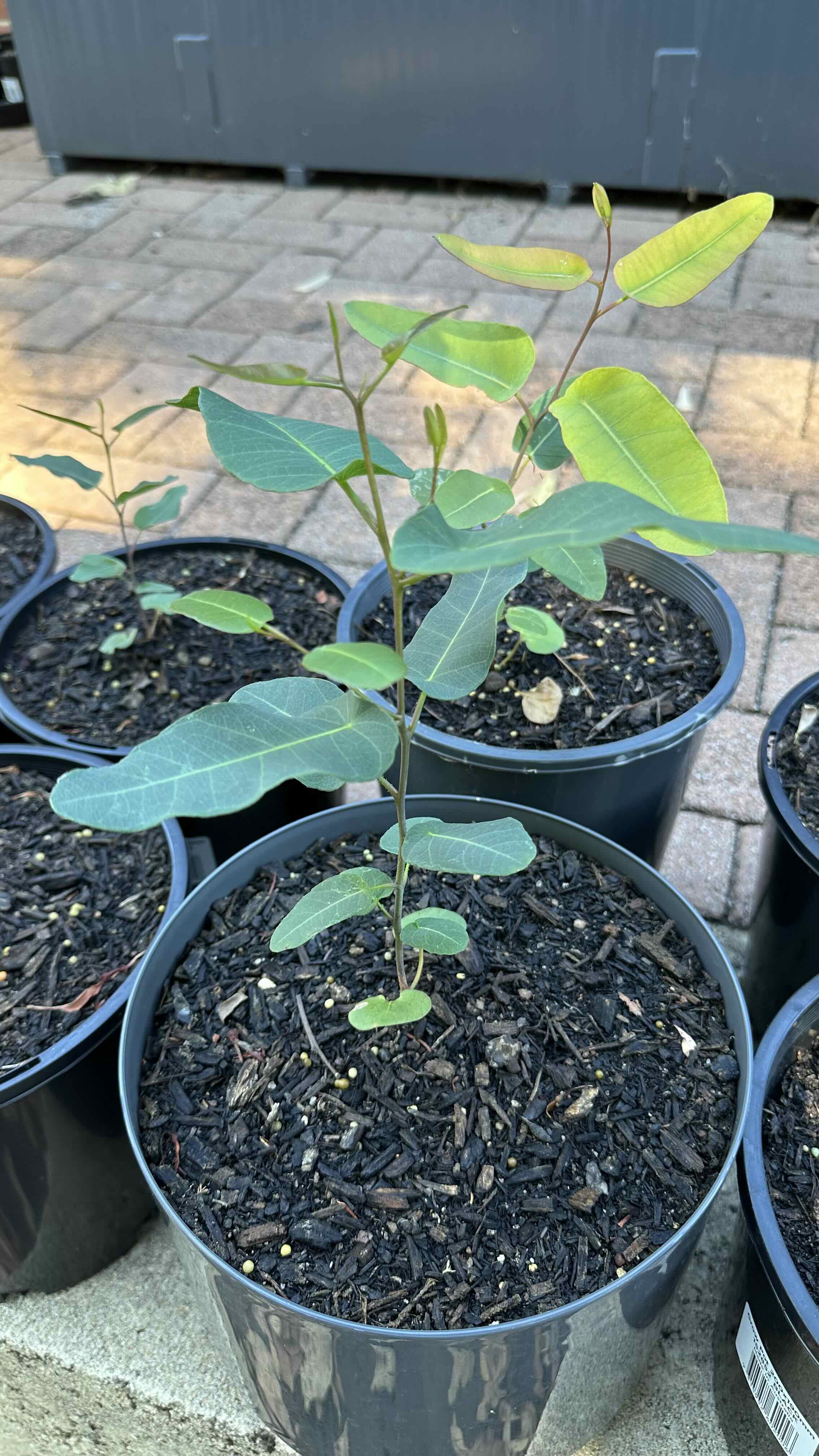 Photo of the plant species Redgum by @ModelDonkeytail named Maya on Greg, the plant care app