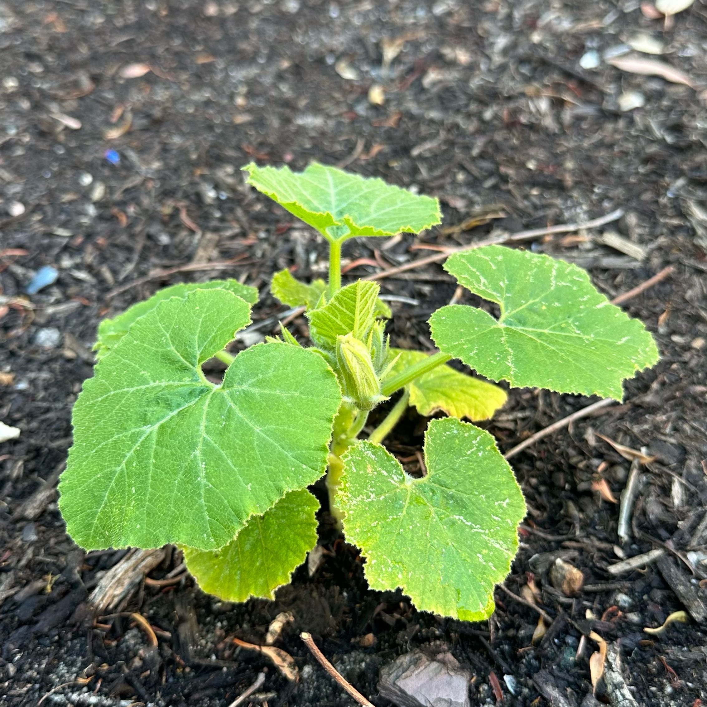Photo of the plant species Jarrahdale Pumpkin by @ModelDonkeytail named Treeyoncé on Greg, the plant care app