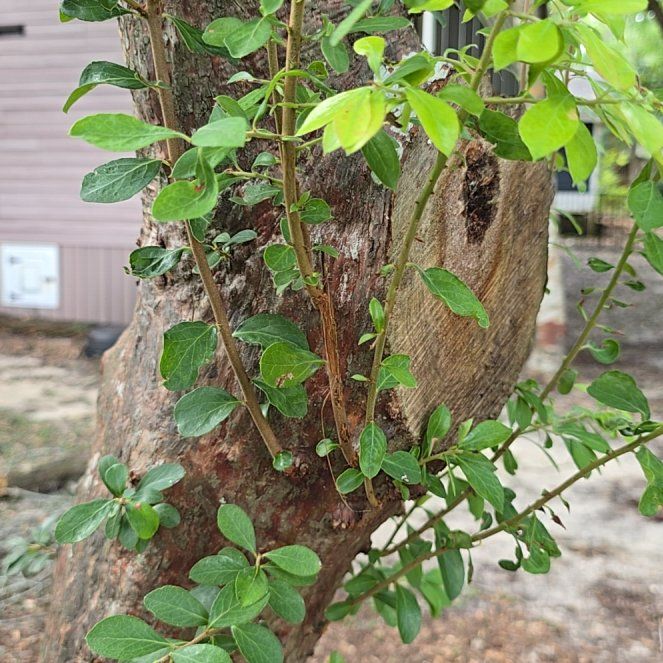 Photo of the plant species Manila Tamarind by @RegalHardpine41 named Scarlett on Greg, the plant care app