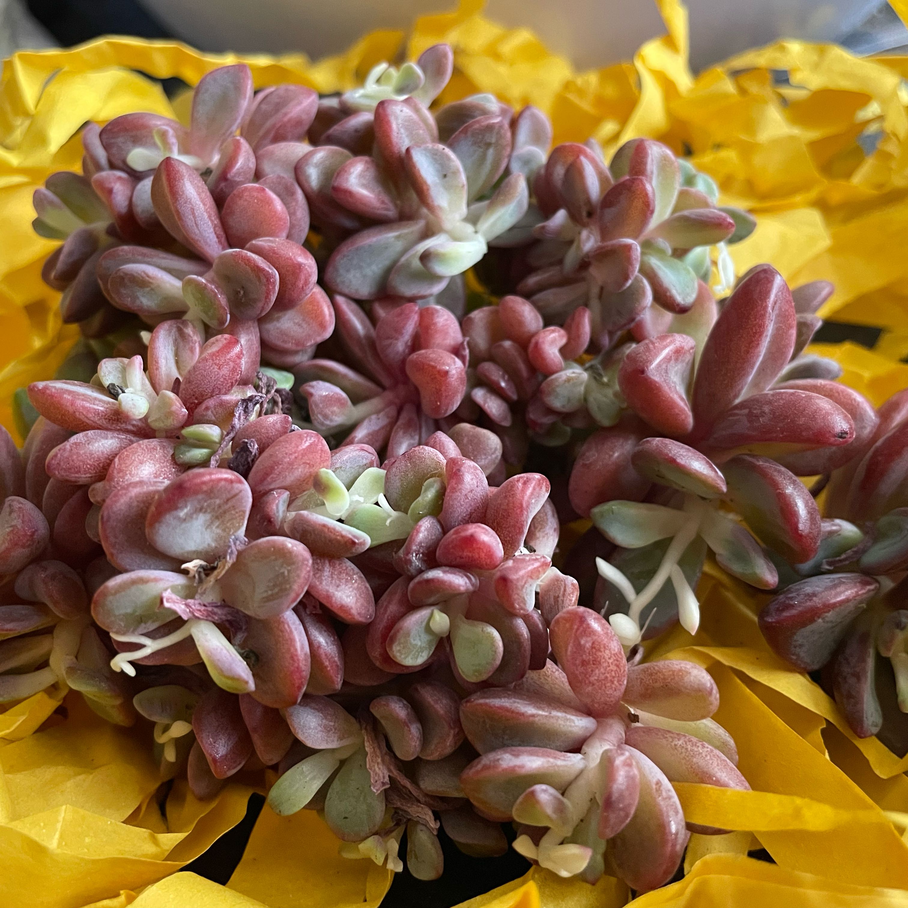 Photo of the plant species Broadleaf Stonecrop 'Album' by @ToughAlula98 named Rihanna on Greg, the plant care app