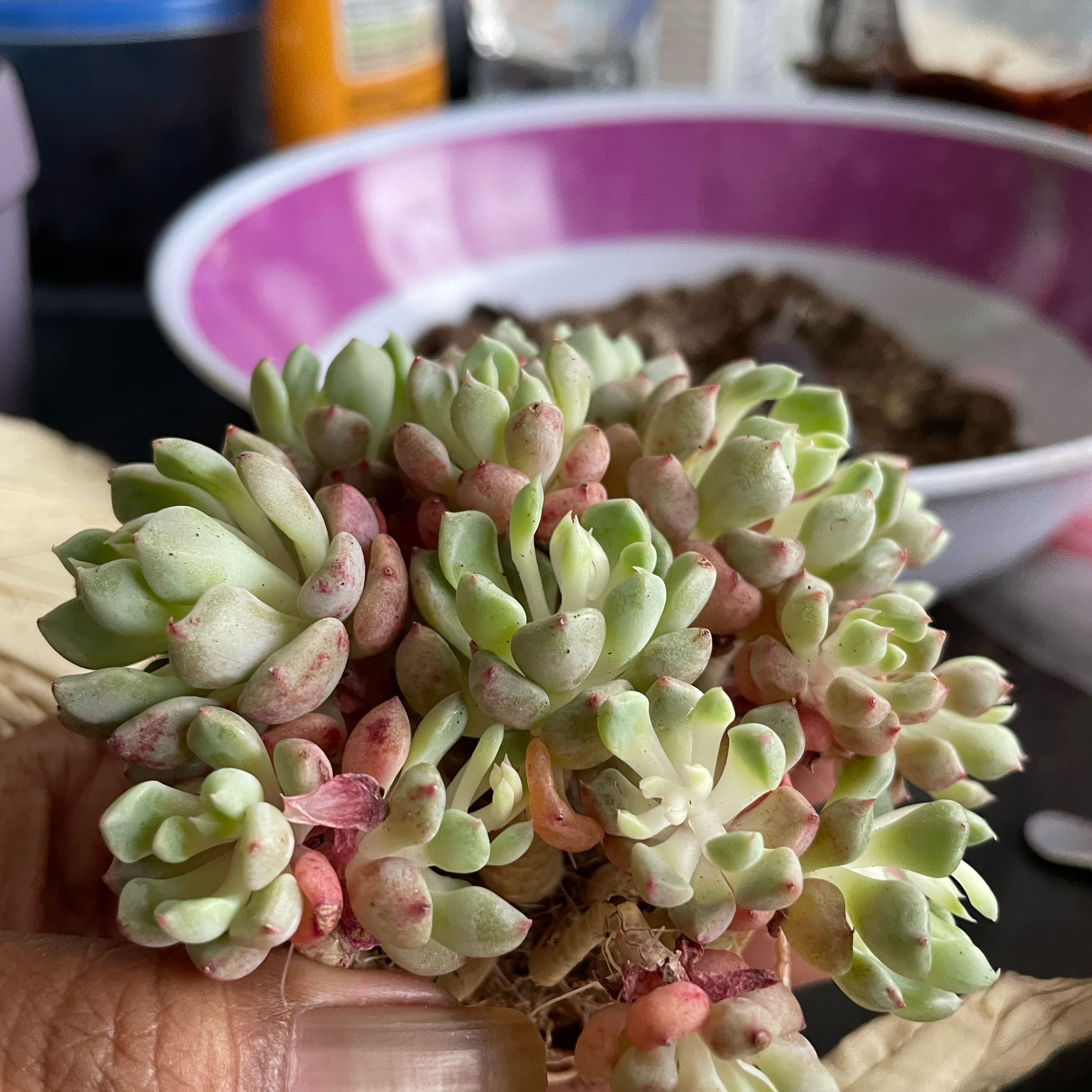 Photo of the plant species Echeveria Chrissy n Ryan by @ToughAlula98 named Messi on Greg, the plant care app