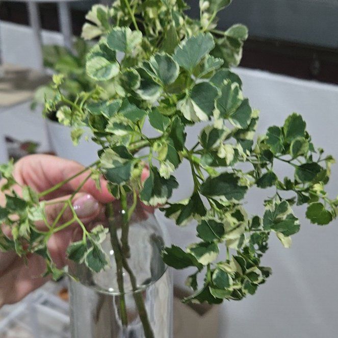 Photo of the plant species Polyscias Guilfoylei by @WiredDuskyonion named Sproutacus on Greg, the plant care app