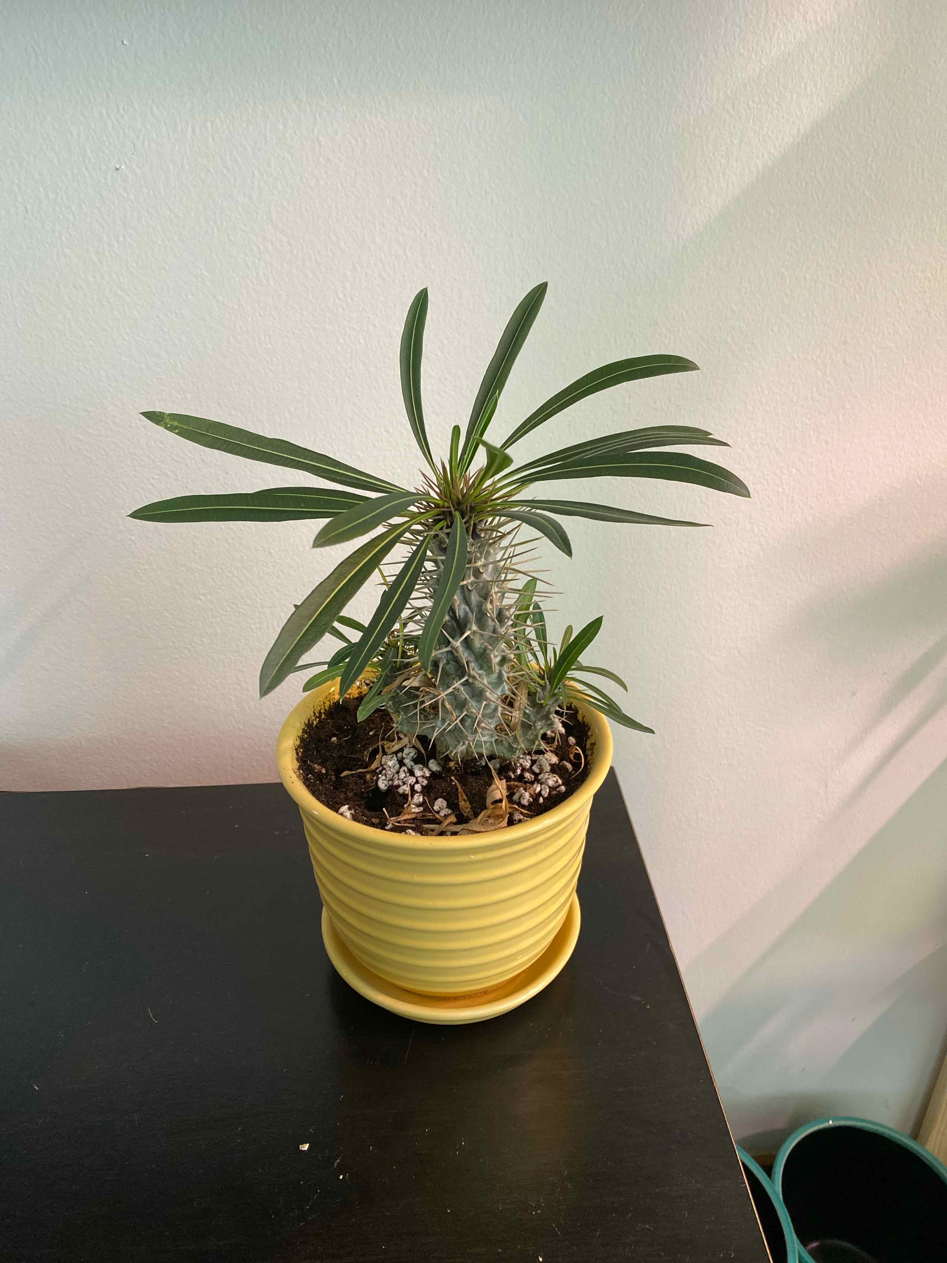 Madagascar Palm in a yellow pot, healthy with no visible leaf discoloration.