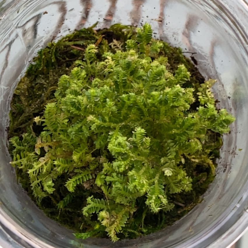 Close-up of a healthy, bright green club moss plant in a clear glass container, showing densely packed feathery leaves.