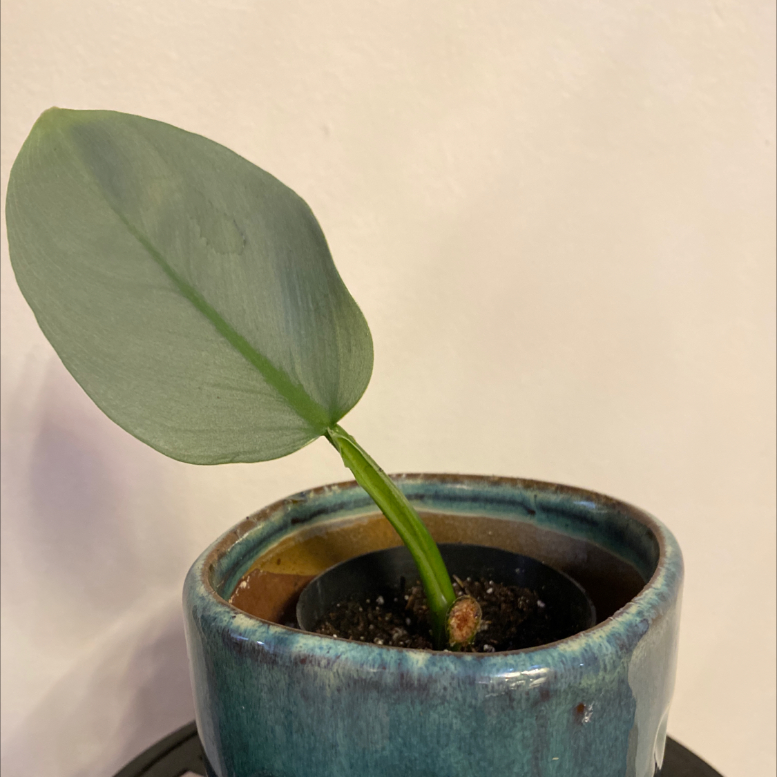 Silver Sword Philodendron with one healthy leaf in a ceramic pot.