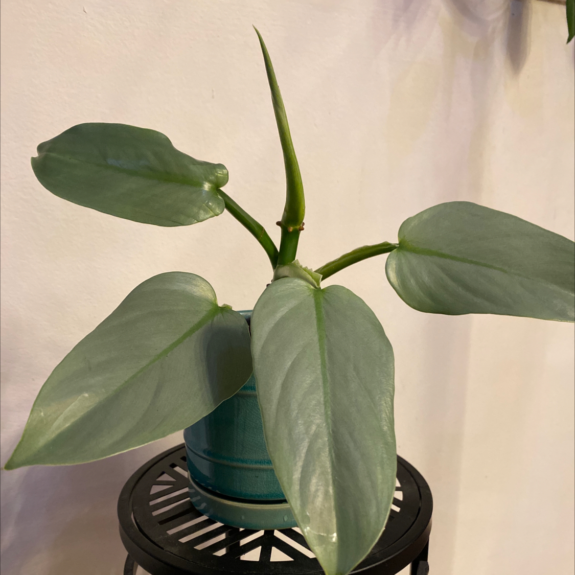 Silver Sword Philodendron with healthy, silver-green leaves in a pot on a stand.