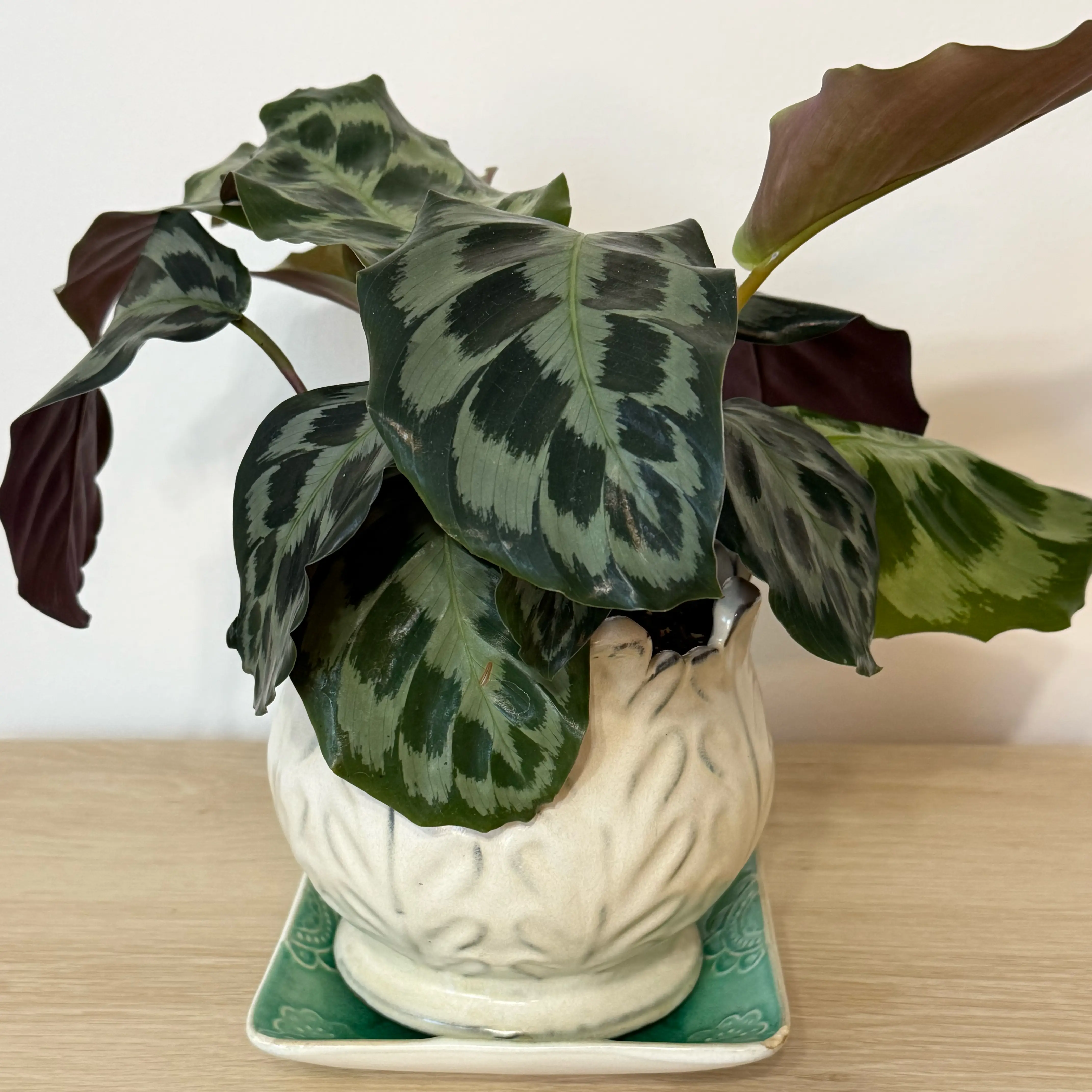 Photo of the plant species Calathea Helen Kennedy by @raquelitaque named Goeppertia dressleri on Greg, the plant care app