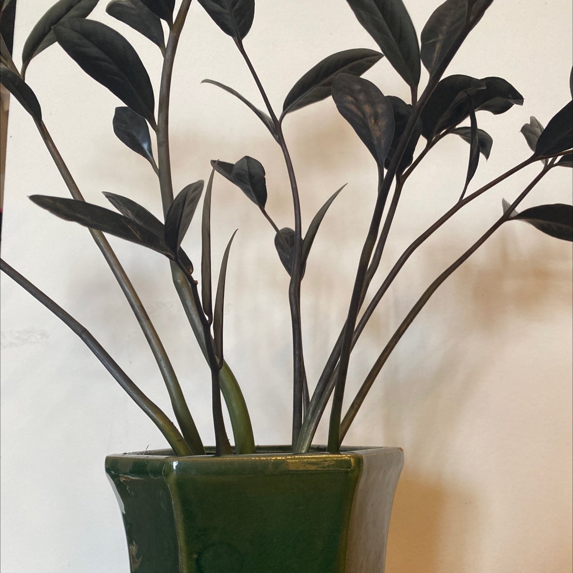 🥀 How Do I Fix Raven Zz Plant Root Rot?