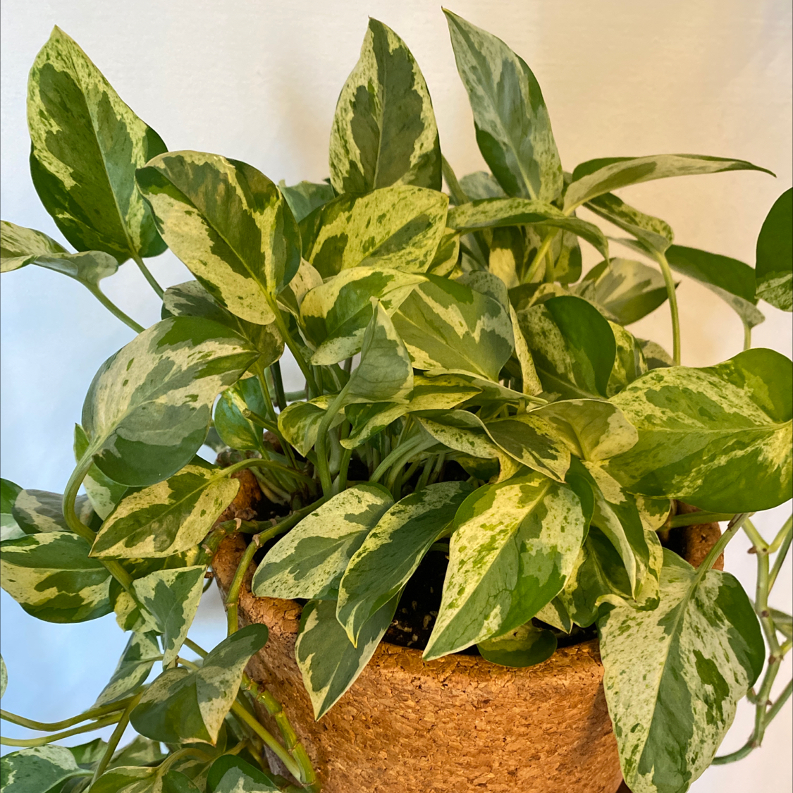 Pearls and Jade Pothos plant in a pot with variegated green and white leaves.