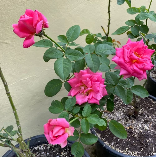 Plant care for Majesty Palm on Greg, the plant care app