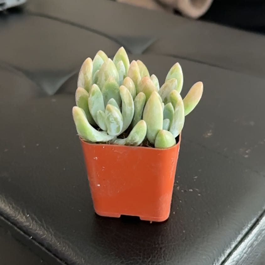 Photo of the plant species Pachyphytum 'Dr. Cornelius' by @JesterCarobtree named Wilber on Greg, the plant care app